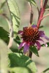 <img100*0:stuff/z/73640/Pink%2520Flower%2520Reference/i1265055151_28.jpg>
