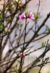<img100*0:stuff/z/73640/Pink%2520Flower%2520Reference/i1265055151_29.jpg>