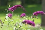 Purple Flower Reference