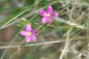 <img100*0:stuff/z/73640/Purple%2520Flower%2520Reference/i1265065251_18.jpg>