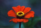 Red Flower Reference