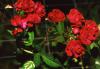 <img100*0:stuff/z/73640/Red%2520Flower%2520Reference/i1265067977_2.jpg>