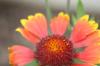 <img100*0:stuff/z/73640/Red%2520Flower%2520Reference/i1265067977_3.jpg>