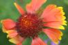 <img100*0:stuff/z/73640/Red%2520Flower%2520Reference/i1265067978_10.jpg>