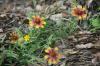 <img100*0:stuff/z/73640/Red%2520Flower%2520Reference/i1265067978_11.jpg>