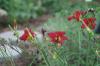 <img100*0:stuff/z/73640/Red%2520Flower%2520Reference/i1265067978_12.jpg>