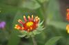 <img100*0:stuff/z/73640/Red%2520Flower%2520Reference/i1265067978_4.jpg>