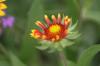 <img100*0:stuff/z/73640/Red%2520Flower%2520Reference/i1265067978_5.jpg>