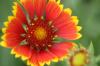 <img100*0:stuff/z/73640/Red%2520Flower%2520Reference/i1265067978_6.jpg>