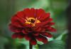 <img100*0:stuff/z/73640/Red%2520Flower%2520Reference/i1265067978_7.jpg>
