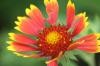<img100*0:stuff/z/73640/Red%2520Flower%2520Reference/i1265067978_8.jpg>