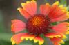 <img100*0:stuff/z/73640/Red%2520Flower%2520Reference/i1265067978_9.jpg>