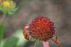 <img100*0:stuff/z/73640/Red%2520Flower%2520Reference/i1265067979_13.jpg>