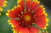 <img100*0:stuff/z/73640/Red%2520Flower%2520Reference/i1265067979_14.jpg>