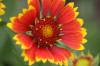 <img100*0:stuff/z/73640/Red%2520Flower%2520Reference/i1265067979_15.jpg>