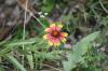 <img100*0:stuff/z/73640/Red%2520Flower%2520Reference/i1265067979_16.jpg>