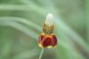 <img100*0:stuff/z/73640/Red%2520Flower%2520Reference/i1265067979_17.jpg>