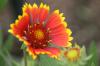 <img100*0:stuff/z/73640/Red%2520Flower%2520Reference/i1265067979_18.jpg>