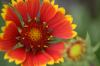 <img100*0:stuff/z/73640/Red%2520Flower%2520Reference/i1265067979_19.jpg>