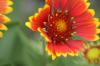 <img100*0:stuff/z/73640/Red%2520Flower%2520Reference/i1265067979_20.jpg>