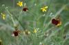 <img100*0:stuff/z/73640/Red%2520Flower%2520Reference/i1265067979_21.jpg>