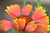 <img100*0:stuff/z/73640/Red%2520Flower%2520Reference/i1265067980_22.jpg>