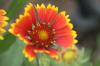 <img100*0:stuff/z/73640/Red%2520Flower%2520Reference/i1265067980_23.jpg>