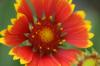 <img100*0:stuff/z/73640/Red%2520Flower%2520Reference/i1265067980_24.jpg>