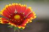 <img100*0:stuff/z/73640/Red%2520Flower%2520Reference/i1265067980_25.jpg>