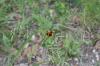 <img100*0:stuff/z/73640/Red%2520Flower%2520Reference/i1265067980_26.jpg>