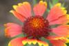 <img100*0:stuff/z/73640/Red%2520Flower%2520Reference/i1265067980_27.jpg>