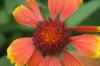 <img100*0:stuff/z/73640/Red%2520Flower%2520Reference/i1265067980_28.jpg>