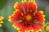<img100*0:stuff/z/73640/Red%2520Flower%2520Reference/i1265067980_29.jpg>