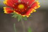 <img100*0:stuff/z/73640/Red%2520Flower%2520Reference/i1265067980_30.jpg>