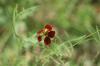 <img100*0:stuff/z/73640/Red%2520Flower%2520Reference/i1265067981_31.jpg>