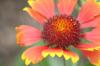 <img100*0:stuff/z/73640/Red%2520Flower%2520Reference/i1265067981_32.jpg>