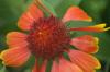 <img100*0:stuff/z/73640/Red%2520Flower%2520Reference/i1265067981_33.jpg>
