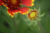 <img100*0:stuff/z/73640/Red%2520Flower%2520Reference/i1265067981_34.jpg>