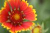 <img100*0:stuff/z/73640/Red%2520Flower%2520Reference/i1265067981_35.jpg>