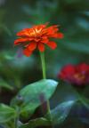<img100*0:stuff/z/73640/Red%2520Flower%2520Reference/i1265069049_1.jpg>