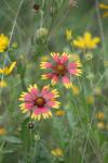 <img100*0:stuff/z/73640/Red%2520Flower%2520Reference/i1265069049_3.jpg>