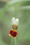 <img100*0:stuff/z/73640/Red%2520Flower%2520Reference/i1265069050_10.jpg>