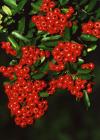 <img100*0:stuff/z/73640/Red%2520Flower%2520Reference/i1265069050_11.jpg>