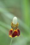 <img100*0:stuff/z/73640/Red%2520Flower%2520Reference/i1265069050_12.jpg>