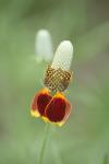 <img100*0:stuff/z/73640/Red%2520Flower%2520Reference/i1265069050_13.jpg>