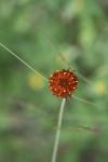 <img100*0:stuff/z/73640/Red%2520Flower%2520Reference/i1265069050_4.jpg>