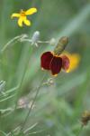 <img100*0:stuff/z/73640/Red%2520Flower%2520Reference/i1265069050_5.jpg>