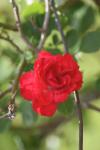 <img100*0:stuff/z/73640/Red%2520Flower%2520Reference/i1265069050_6.jpg>