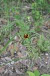 <img100*0:stuff/z/73640/Red%2520Flower%2520Reference/i1265069050_7.jpg>