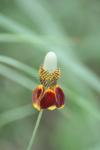 <img100*0:stuff/z/73640/Red%2520Flower%2520Reference/i1265069050_8.jpg>